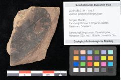 Foto (Objekt + Etikett) von Quercus palaeoilex Ettingshausen (NHMW-GEO-2024-0188-0784)